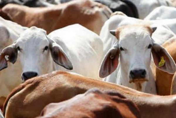 मध्यप्रदेश में अब गोरक्षा के नाम पर हिंसा करने वालों को होगी पांच साल की जेल, लगेगा भारी जुर्माना