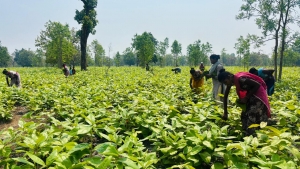 गीदम समिति ने रचा इतिहास, 38 वर्षों में सबसे अधिक कीमत पर बिका तेंदूपत्ता