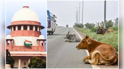 जनहित याचिका: एनएच से मवेशी हटाने को लेकर सुप्रीम कोर्ट ने केंद्र सरकार को नोटिस जारी किया