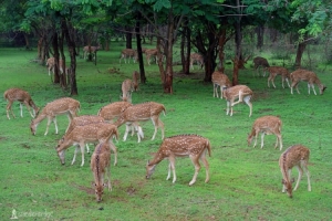 प्रकृति और वन्यजीव संरक्षण का अनूठा संगम है नंदनवन जंगल सफारी